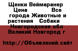 Щенки Веймаранер › Цена ­ 40 000 - Все города Животные и растения » Собаки   . Новгородская обл.,Великий Новгород г.